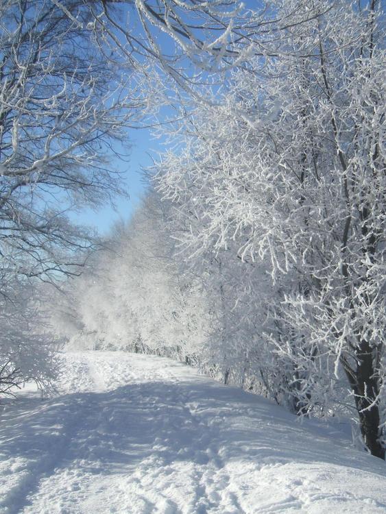 Appartamenti Vidi Pinzolo Exteriör bild